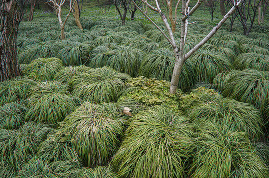 綠化草