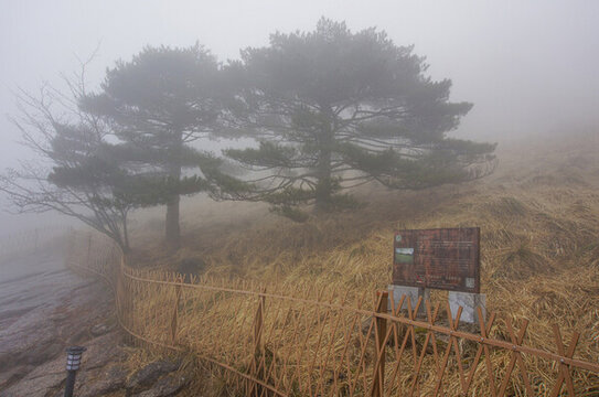 霧中松樹