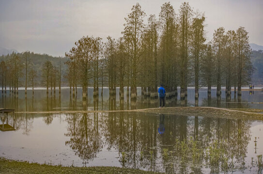 村邊松樹林