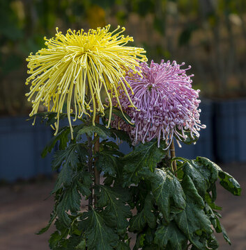 菊花