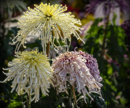 菊花
