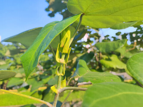 黃槿樹