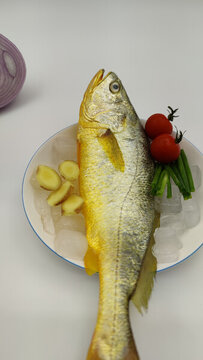 黃花魚(yú)