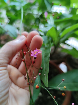 土人參花果