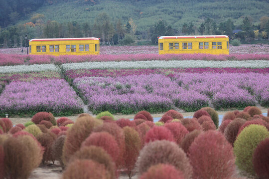 杭州徑山花海