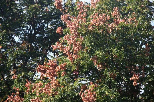 欒樹花開