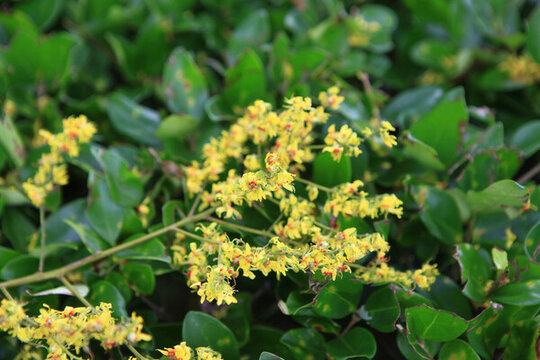 欒樹開花