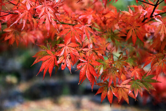 日本紅楓