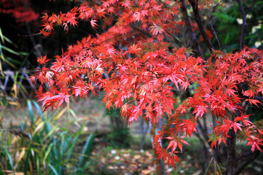 日本紅楓
