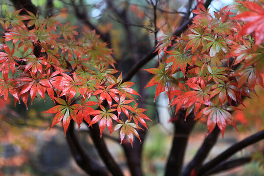 日本紅楓