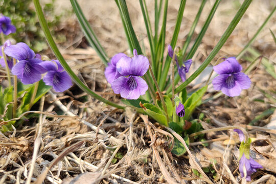 初春盛開(kāi)的紫花地丁
