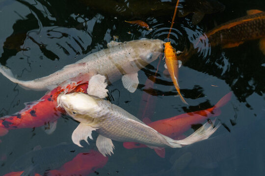 白色鯉魚(yú)