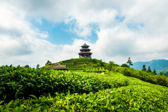 廣西布央仙人山茶山茶園茶葉