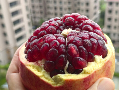 軟籽石榴靜物