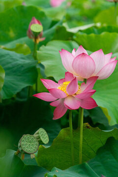蓮花