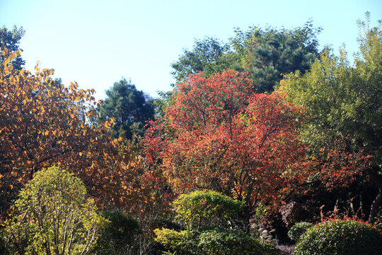 日照植物園秋景