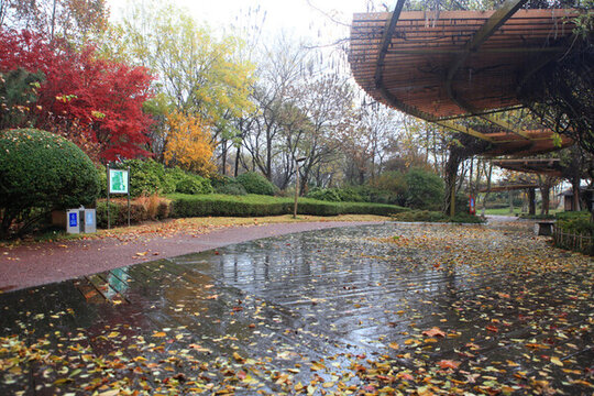 日照植物園秋景