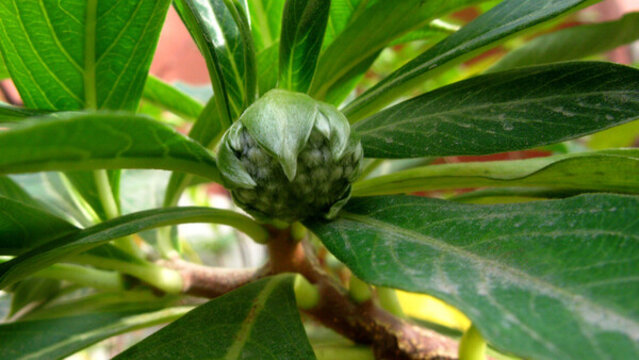 含苞待放的結(jié)香花
