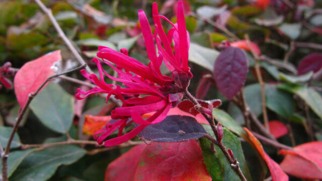 花開(kāi)二度的紅花檵木