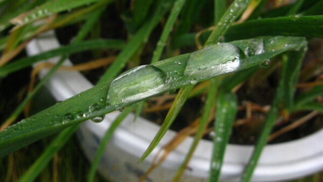 蒜葉上雨珠特寫