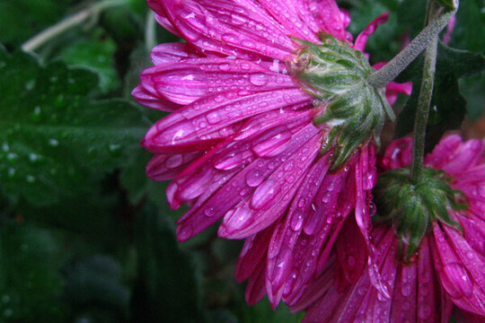 雨水下深红色的菊花花朵
