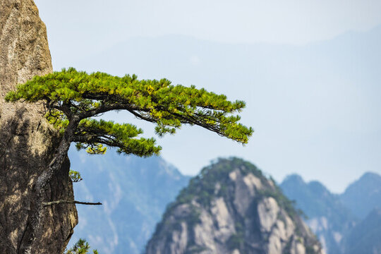 安徽黃山自然風景區(qū)的松樹