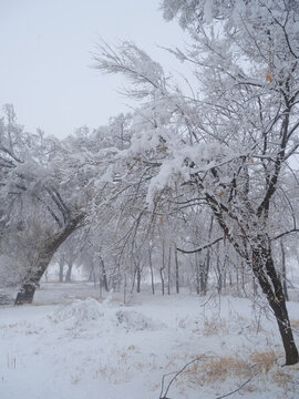 冬雪