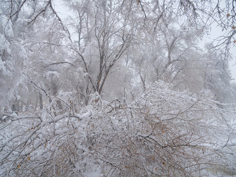 雪林
