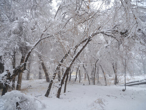 雪林