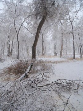 雪景