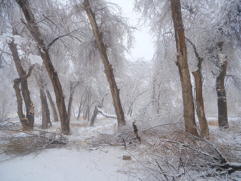北方的雪