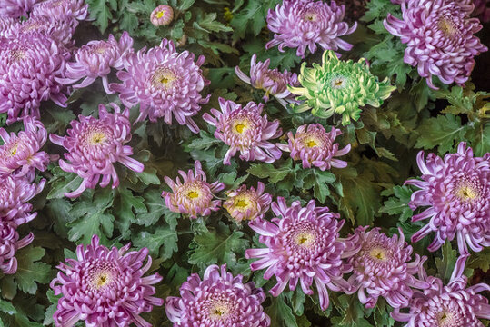菊花