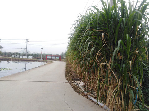 綠色公路