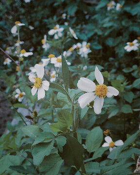 雛菊