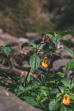 秋天野生環(huán)境下生長的植物開花