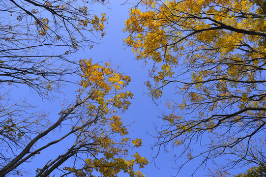 仰望天空拍银杏树
