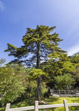 安徽黃山自然風(fēng)景區(qū)的松樹(shù)