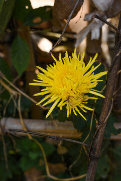 金絲皇菊