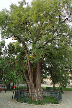北京天壇公園名樹柏抱槐