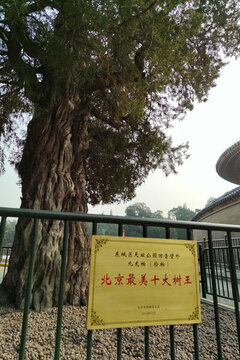 北京天壇公園名樹九龍柏