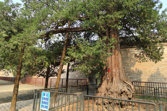 北京天壇公園名樹迎客柏
