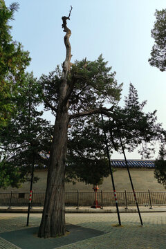 北京天壇公園名樹問天柏