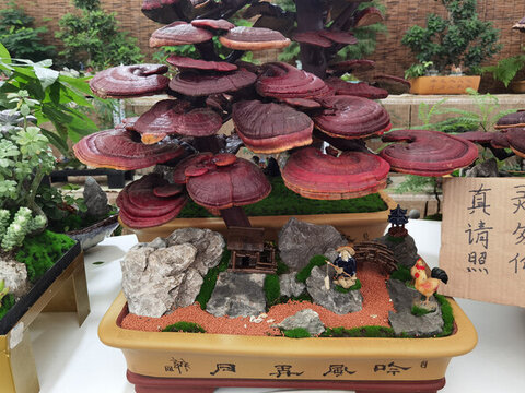 盆景藝術(shù)