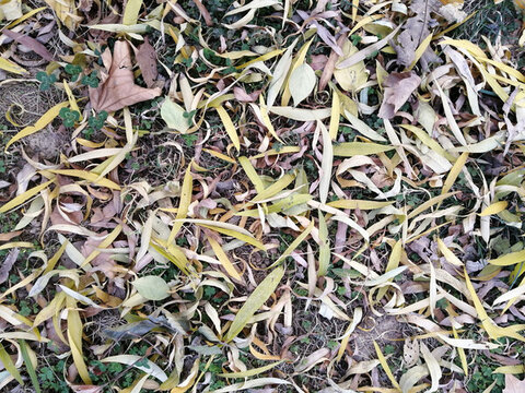 柳樹(shù)葉落葉