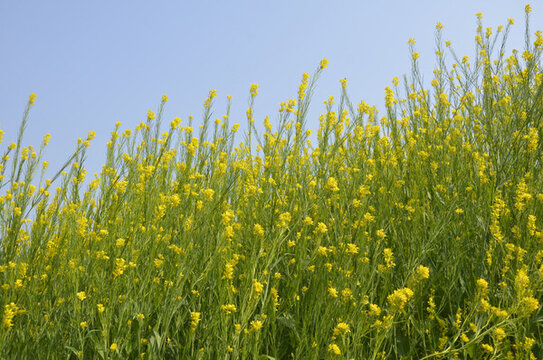 菜花