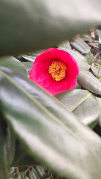 紅茶花