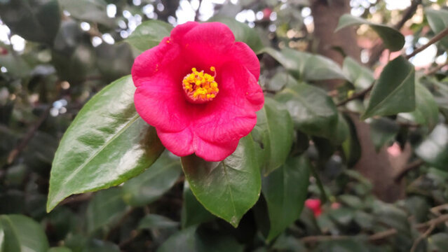 茶花特寫