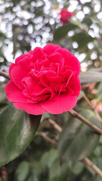 紅茶花