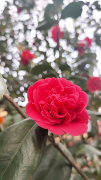 紅花