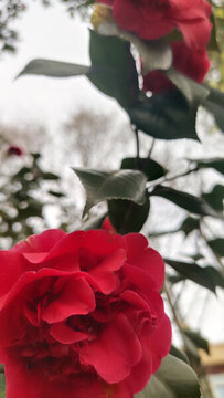 茶花花朵特寫